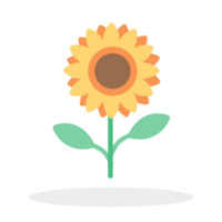 disegno dell'illustrazione del girasole png