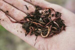 fisherman holds in his hand a lot of worms for fishing photo