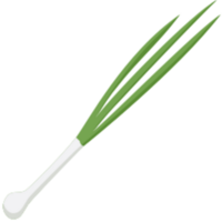 Scallion illustration design png