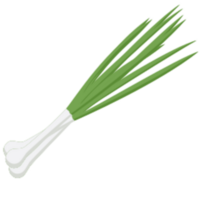 Scallion illustration design png