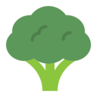 Broccoli illustration design png