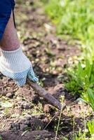 old man uproots hoe weeds in his garden photo
