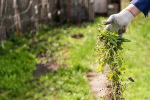 an old man throws out a weed that was harvested from his garden photo