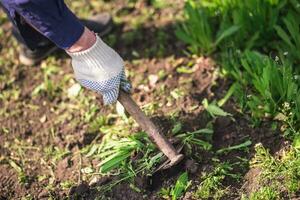 old man uproots hoe weeds in his garden photo