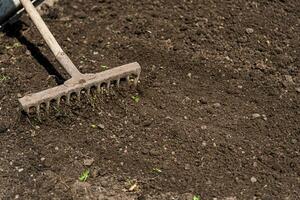 man loosens the earth with a rake photo