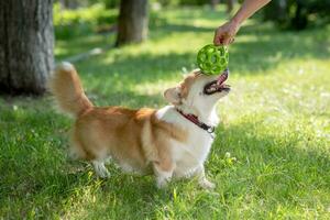 girl playing with her dog in the ball on the nature photo