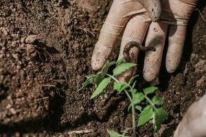 a woman found a worm when she planted tomato seedlings in the ground photo