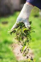 an old man throws out a weed that was harvested from his garden photo