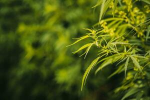 Wild agricultural hemp grows in the countryside photo