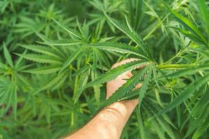 the guy inspects a bush of wild hemp photo