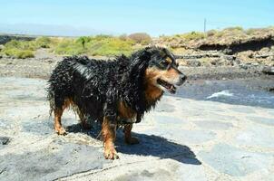 a wet dog standing on a rock near a river photo