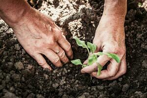 old woman planting petunia flowers in the spring garden photo