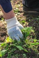 old man hands uprooting weeds in his garden photo