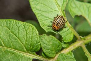 man collects Colorado beetles that eat potato leaves. parasites and pests eliminate the crop on the field. Close-up photo