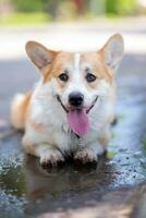 Corgi breed dog lies in a puddle on the road photo