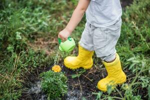 A child in the garden watering flowers with a watering can. photo