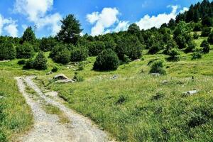 a dirt road in the mountains with grass and trees photo