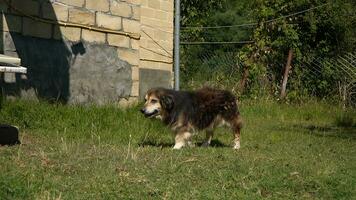 un Shetland perro pastor es en pie en el verde césped. foto