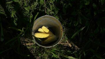 Corn in the bucket on the ground in the garden. photo