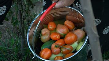 Tomatoes and zucchini in a bucket. Selective focus. photo
