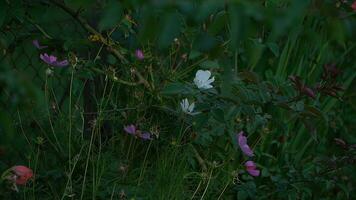 Beautiful wild rose flowers blooming in the garden on a summer day photo