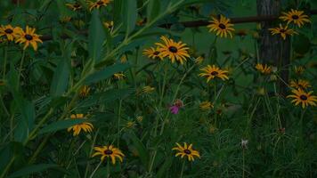 Yellow flowers of rudbeckia on a background of green leaves. photo