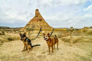 two dogs are standing in front of a sign photo