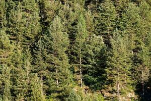 a forest of trees with a few people walking through it photo