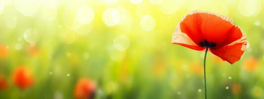 ai generado rojo amapola en un campo con verde borroso bokeh antecedentes foto