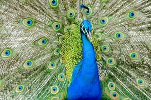 a peacock is shown with its feathers spread out photo