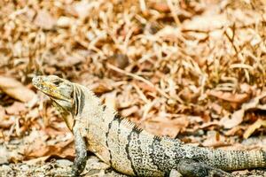 Big lizard in the wild photo