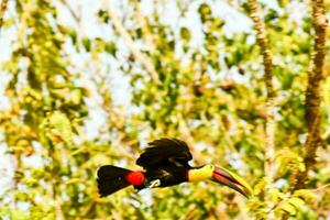 a toucan flying through the trees photo