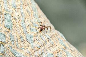 a small ant on a tree trunk photo