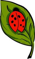 A cute little lady beetle crawling on a green leaf vector or color illustration