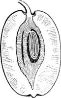 Jujube or Ziziphus zizyphus, vintage engraving vector