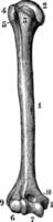 Humerus of the right side from its front face, vintage engraving. vector