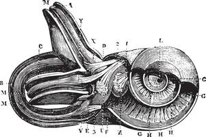 Inner ear. Cup semi-circulairs and limacon channels., vintage engraving. vector