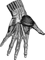 músculos de el mano superficial capa, Clásico grabado. vector
