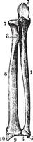 Radius and ulna bones of the forearm seen by their front face, vector