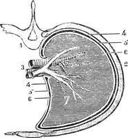 Horizontal section of the lung and pleura schematic figure, vi vector