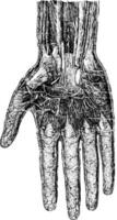 profundo capa de el mano de la palma superficie, Clásico grabado. vector