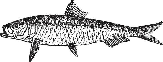 Sardine or pilchard vintage engraving vector