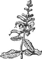 Meadow Sage or Salvia pratensis vintage engraving vector