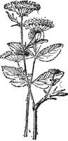 Sison plant vintage engraving vector