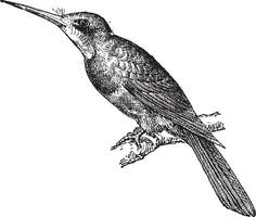 Jacamar Green, vintage engraving. vector