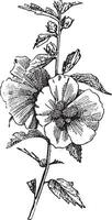 Hibiscus hisbiscus syriacus, vintage engraving. vector