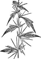 Cockleburs Xanthium, vintage engraving. vector