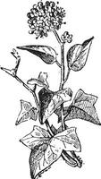 Ivy or Hedera sp., vintage engraving vector