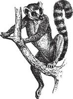 Ring-tailed Lemur or Lemur catta, vintage engraving vector