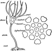 sencillo crinoideo, Clásico ilustración vector